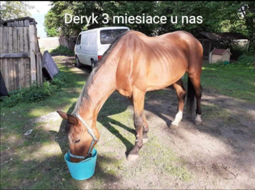 DerykPo