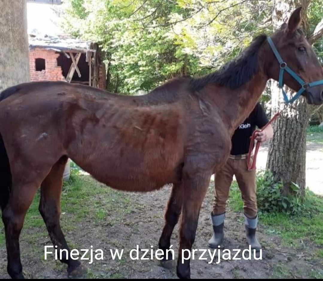 FinezjaPrzed