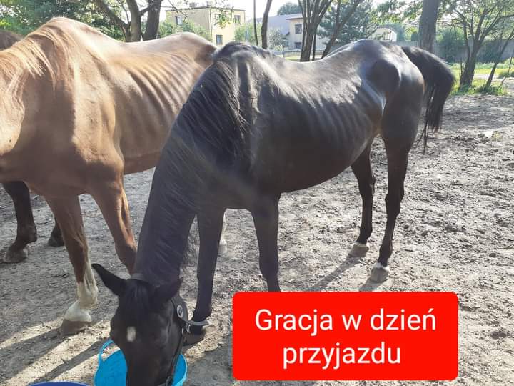 Gracjaprzed