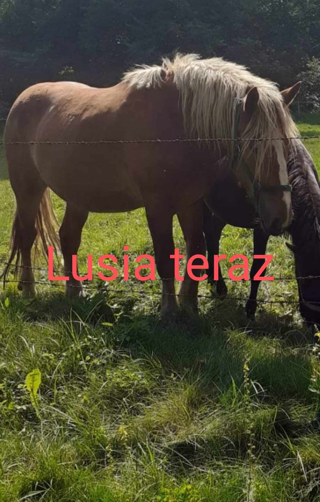 Luska