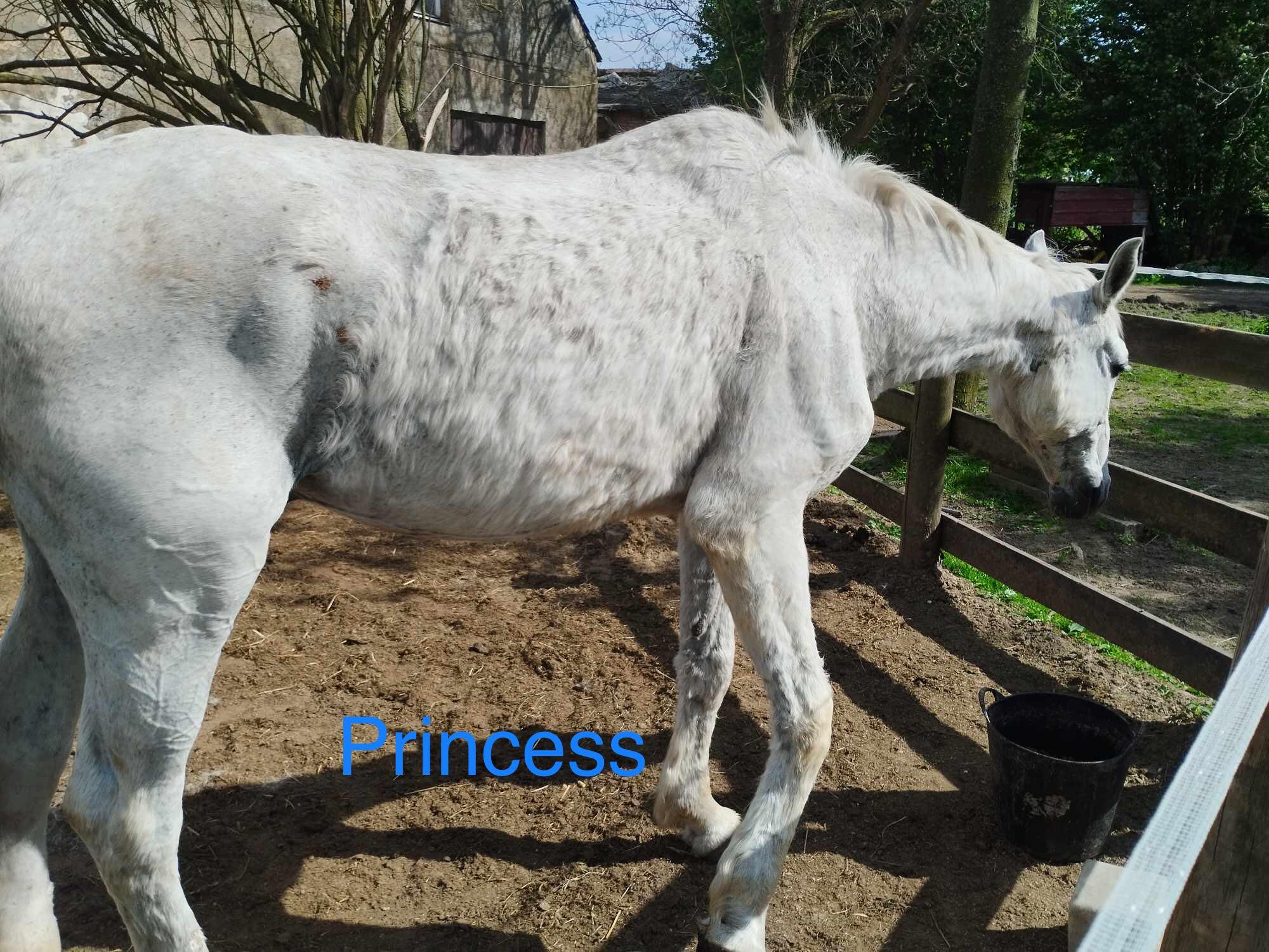 Princess