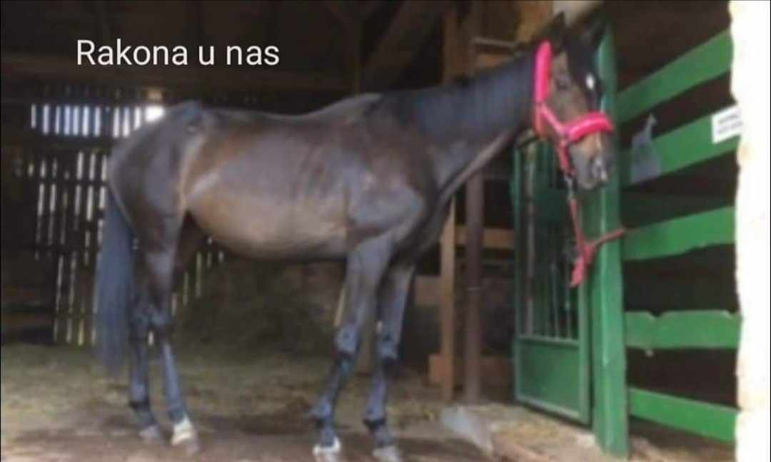 RakonaPo