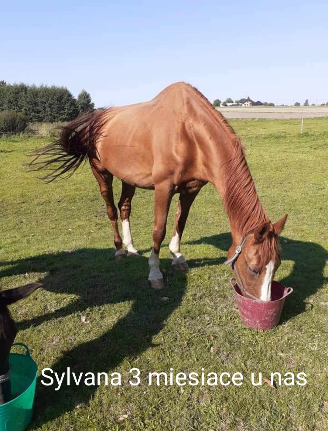 SylPo