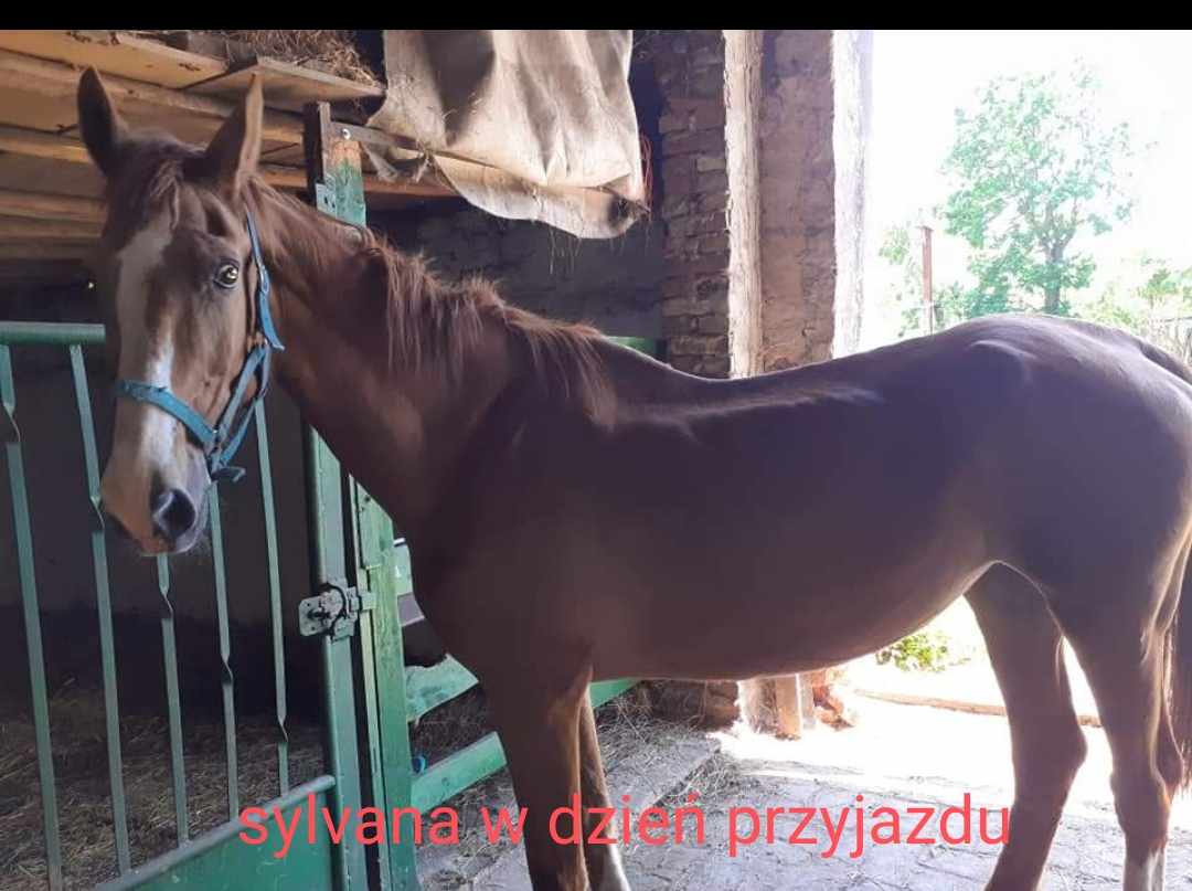 SylPrzed